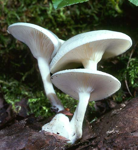 Clitocybe fragrans